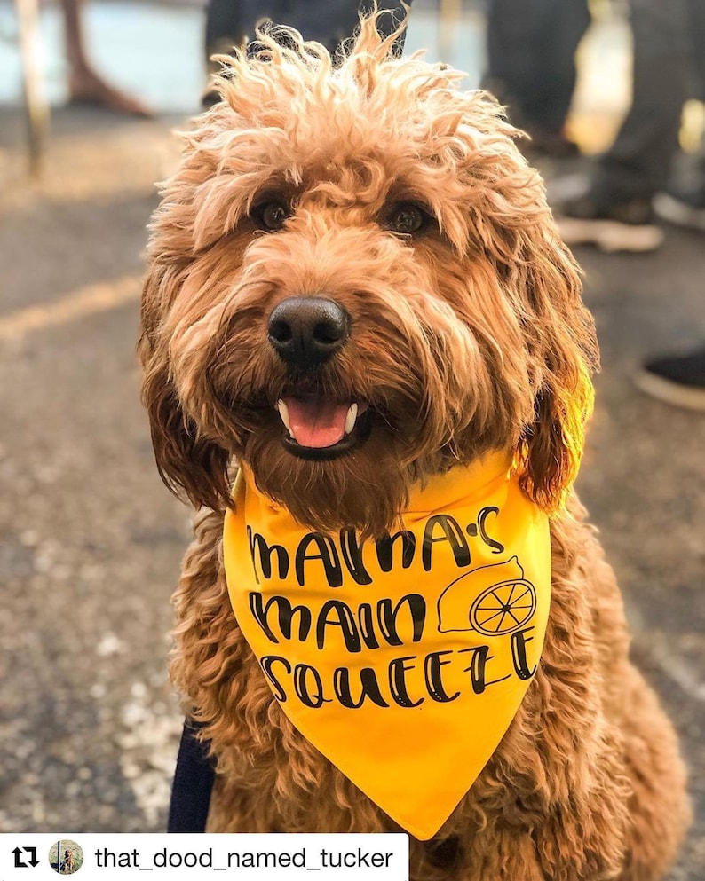 Mama/'s Main Squeeze Lemon Bandana Summer Bandana Dog Bandana Yellow Dog Bandana Saying
