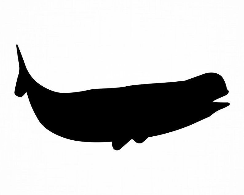 Download Beluga Whale Sea Creatures Ocean Animals Svg Cut Files Png Clipart Vector Logo Design Cricut Eps Dxf Clip Art Art Collectibles Senerval Eu