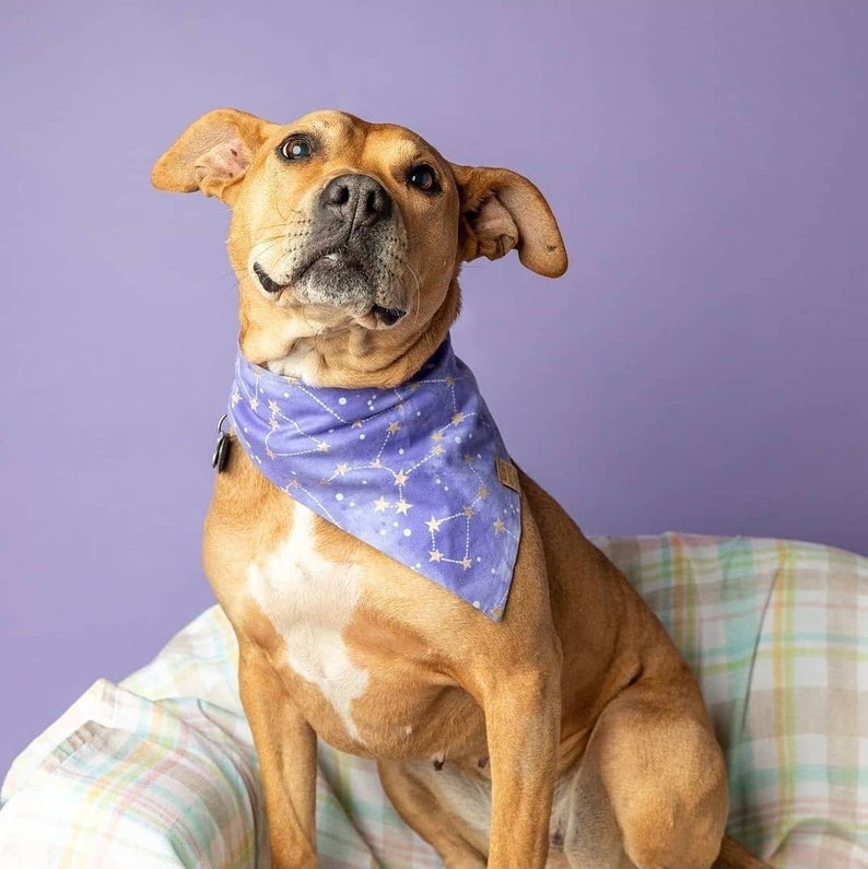 Puede incluir: Un perro marr&oacute;n y blanco con un pa&ntilde;uelo morado con estrellas doradas y un patr&oacute;n de constelaci&oacute;n. El perro est&aacute; sentado en una manta de color rosa claro y blanco con estampado.