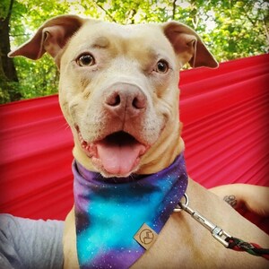 Puede incluir: Un perro pit bull terrier marr&oacute;n claro con un pa&ntilde;uelo azul, morado y blanco con un logotipo de cuero marr&oacute;n. El perro est&aacute; sentado en una hamaca roja y tiene la boca abierta, mostrando su lengua.