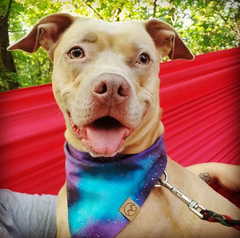 Puede incluir: Un perro pit bull terrier marr&oacute;n claro con un pa&ntilde;uelo azul, morado y blanco con un logotipo de cuero marr&oacute;n. El perro est&aacute; sentado en una hamaca roja y tiene la boca abierta, mostrando su lengua.
