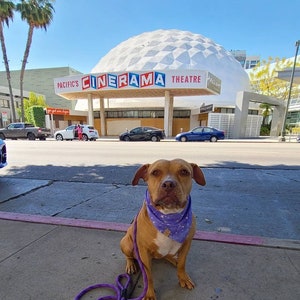 Puede incluir: Un perro marr&oacute;n y blanco con un pa&ntilde;uelo morado est&aacute; sentado en una acera frente a un edificio con el letrero "Pacific's Cinerama Theatre".