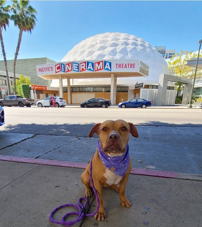 Puede incluir: Un perro marr&oacute;n y blanco con un pa&ntilde;uelo morado est&aacute; sentado en una acera frente a un edificio con el letrero "Pacific's Cinerama Theatre".