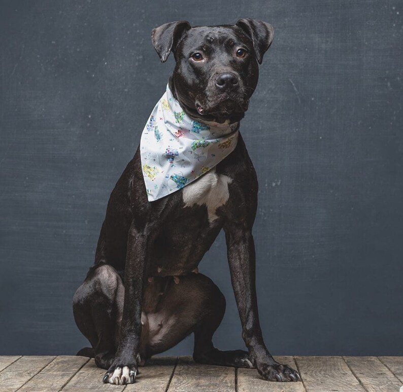Ellie Pet Supplies Pet Accessories Kromasol Com