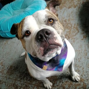 Puede incluir: Un American Bulldog blanco y marr&oacute;n con un pa&ntilde;uelo morado y azul con estampado de galaxia. El pa&ntilde;uelo tiene una etiqueta de cuero marr&oacute;n con un s&iacute;mbolo.