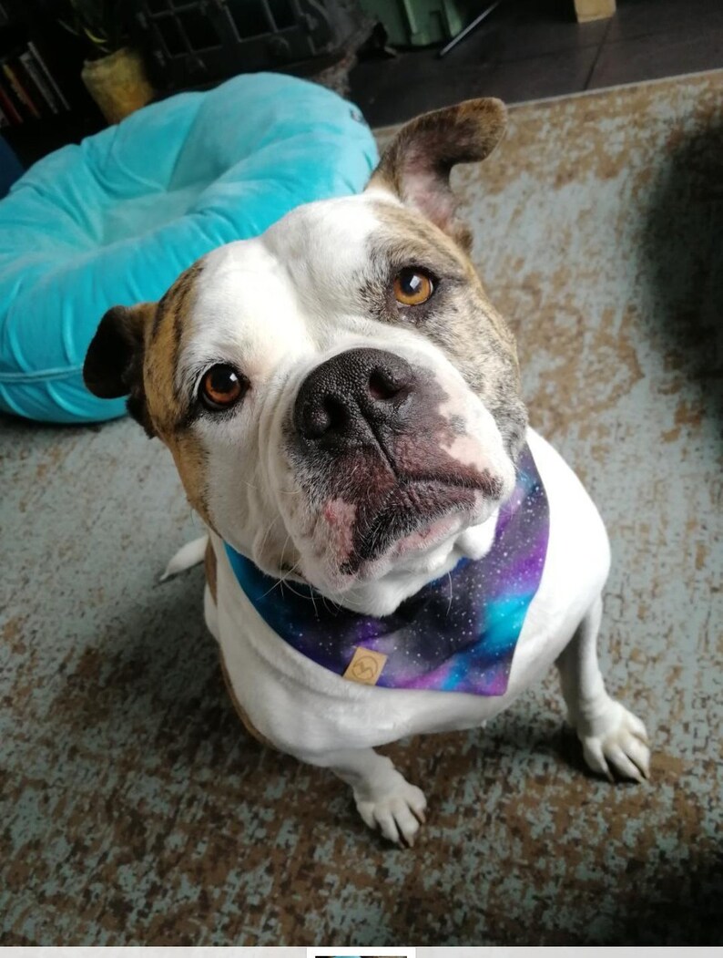 Puede incluir: Un American Bulldog blanco y marr&oacute;n con un pa&ntilde;uelo morado y azul con estampado de galaxia. El pa&ntilde;uelo tiene una etiqueta de cuero marr&oacute;n con un s&iacute;mbolo.