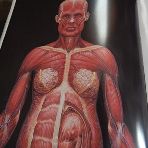 Alex Grey's Art Book Sacred Mirrors Skeletal Vascular Systems Symbolizing Sacred Esoteric Forces of the Body image 7