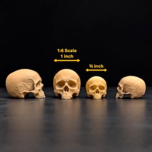Human Skull 1:6 scale (1 inch wide) or smaller scales painted replicas, Halloween, Gothic Decoration, Display Handcraft, Halloween Decor