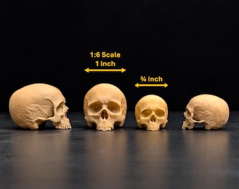Human Skull 1:6 scale (1 inch wide) or smaller scales painted replicas, Halloween, Gothic Decoration, Display Handcraft, Halloween Decor