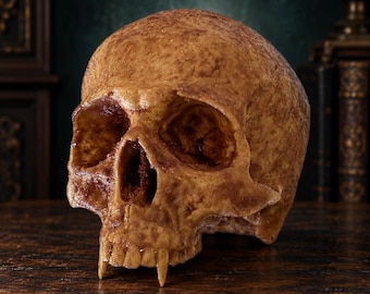 May include: A realistic human-like skull replica featuring a weathered, textured tan and brown finish. The skull displays prominent, elongated canine teeth in the upper jaw, deep eye sockets, and a nasal cavity with dark, recessed detailing.