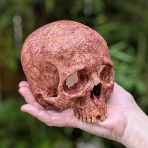 Human Skull (WARNING) with Gauged Eyes! Fleshy Blood and Gruesome, resin, Halloween haunted house horror prop, 4.4 inches wide, Gothic Decor
