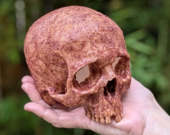 3Dプリントされたホモ・ハビリスの頭蓋骨レプリカ - リアルな