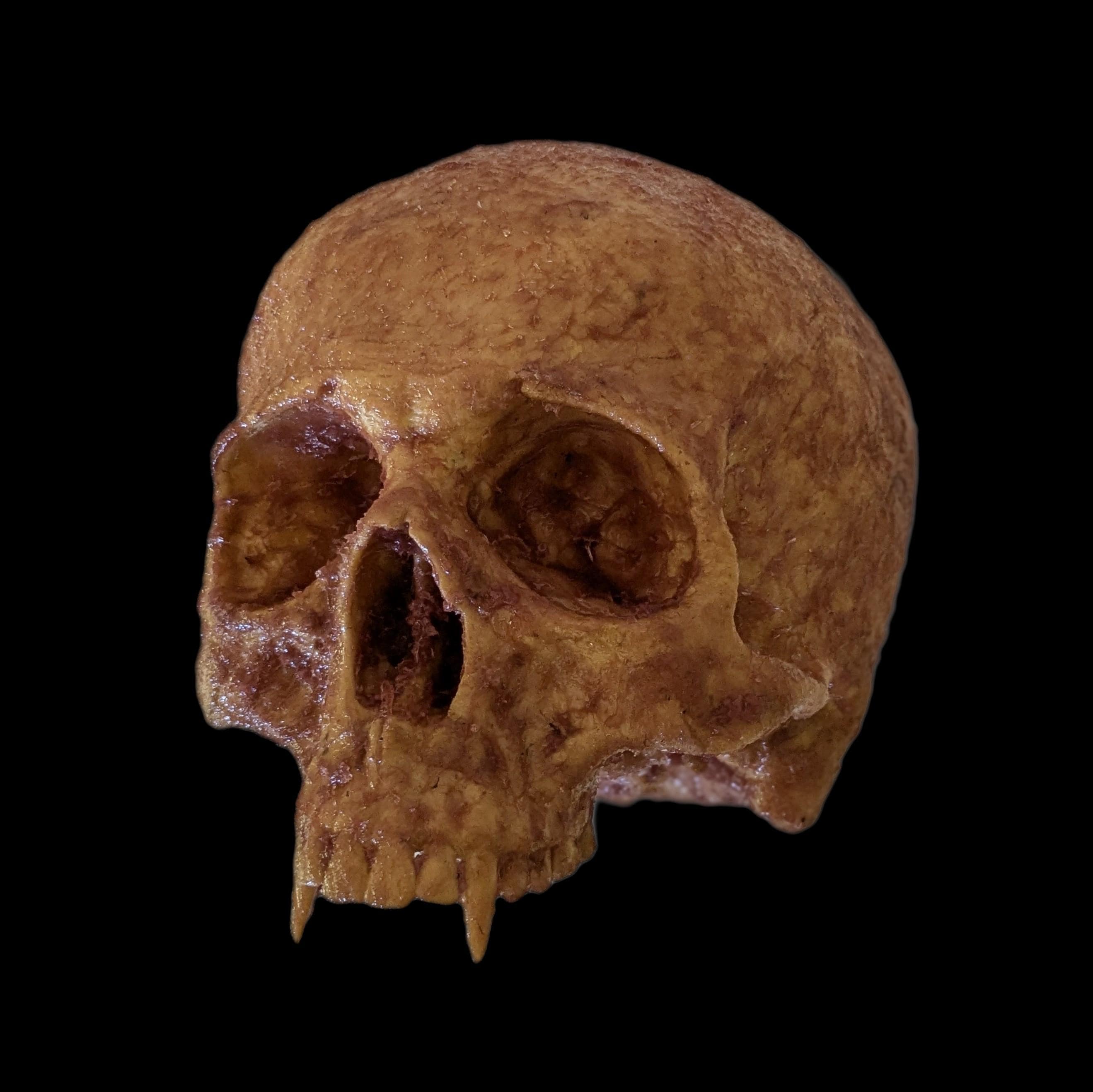 Vampire Skull - WARNING!! Fleshy Blood and Gruesome, Adult or Child Sizes, Halloween decor, haunted house horror prop, Gothic Decor