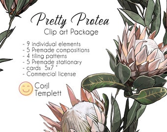 Protea, Digital Illustration, Commercial License, Flowers, Boho, Graphic Design, Templett, Corjl, clipart