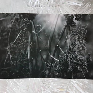 Spiderweb print; spiderweb photography; spiderweb home decor; spiderweb art; nature photography; gothic decor; witchy; spider web; gothic