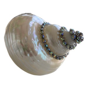 Bejeweled Pearlized Jade Turban Shell, 3 to 3.5+ inches