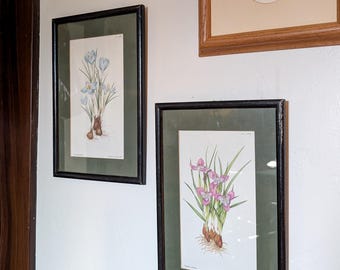 Pair of Vintage Botanical Prints - Mary Grierson, Margaret Stones - Crocus and Iris