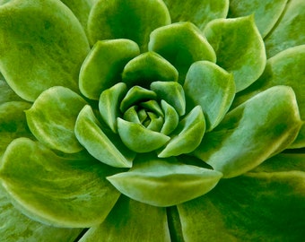 Succulent