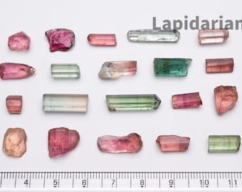 May include: Assortment of raw tourmaline crystals in various colors, including pink, green, and clear, arranged on a white surface. The word "Lapidarians" is printed in gray at the top. A ruler is at the bottom, with measurements in inches.