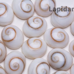 May include: A collection of white oval-shaped seashells with brown spiral patterns. The shells are arranged in a random pattern on a white surface.