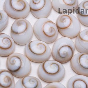 May include: A collection of oval-shaped white seashells with brown spiral patterns. The shells are arranged in a random pattern on a white surface.