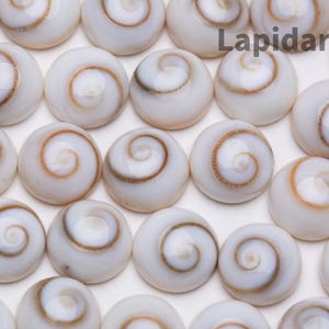Könnte beinhalten: Nahaufnahme von zahlreichen weißen, spiralförmigen Muscheln mit braunen und beigen Details. Das Bild enthält den Text "Lapidarians". Die Muscheln sind in einem Raster angeordnet und füllen den Rahmen.
