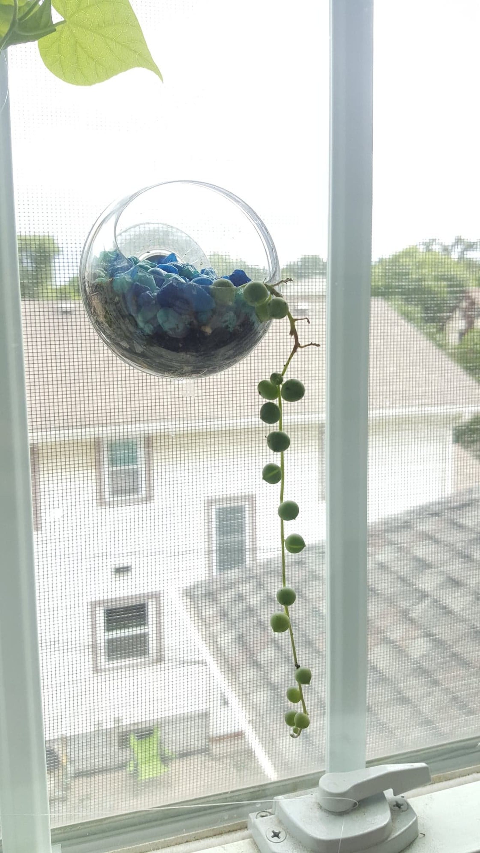 Window Planter Suction Cup 2 Inch Sphere Style Planter that Etsy