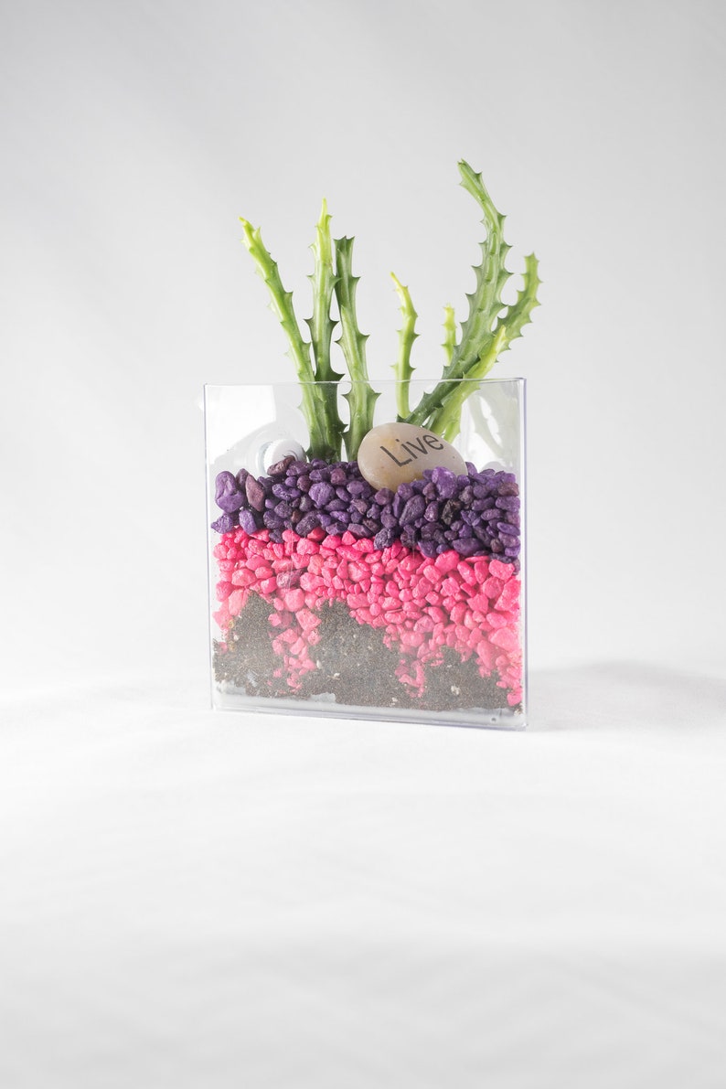 Suction Cup Window Planter 4 Inch Triangular Style Planter Etsy