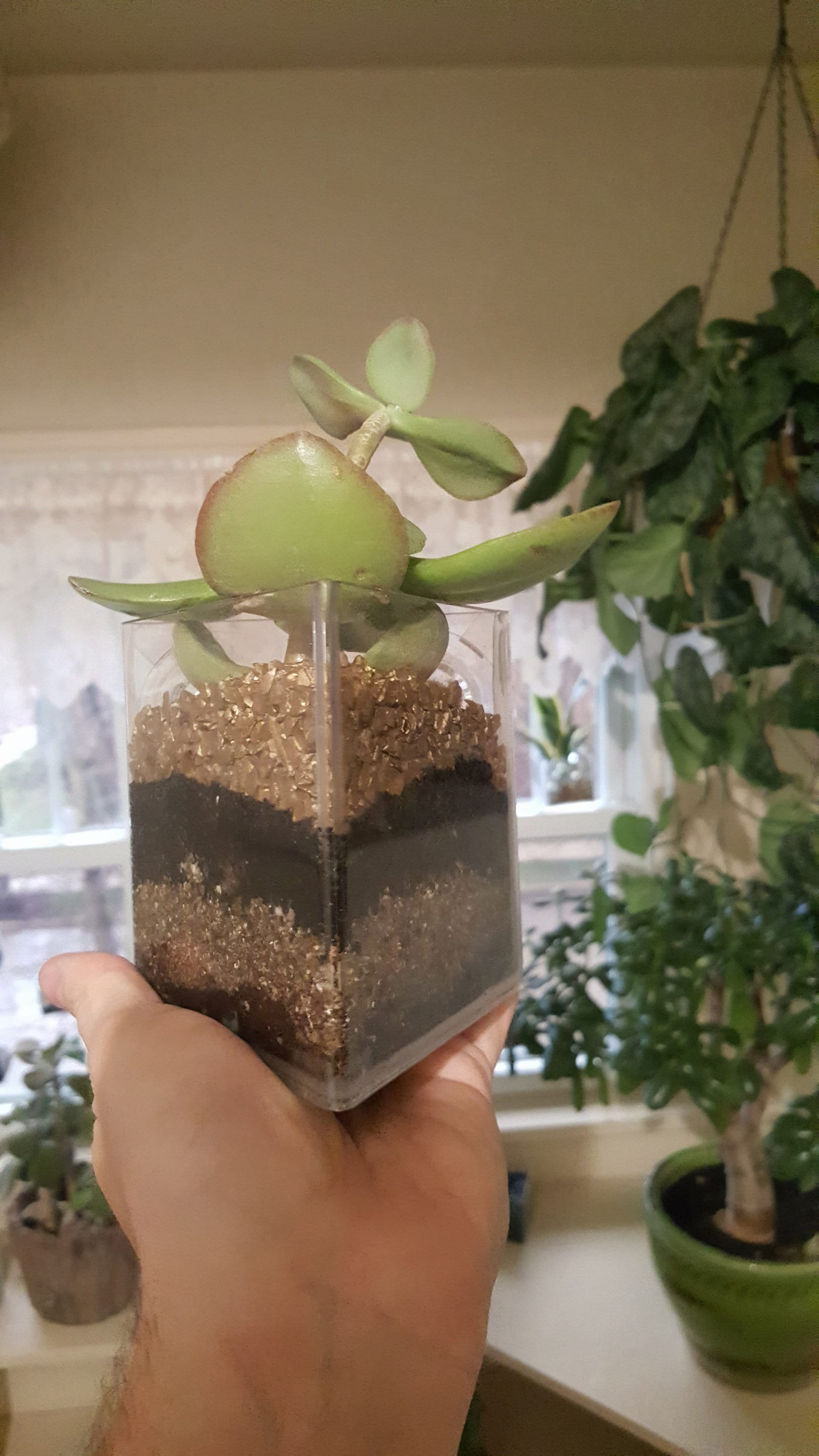 Suction Cup Window Planter 4 Inch Triangular Style Planter Etsy