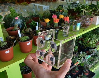 Window Planter Suction Cup 3 Inch Cube Style- Planter that attaches to window via suction cups.  Easy to attach and works brilliantly!