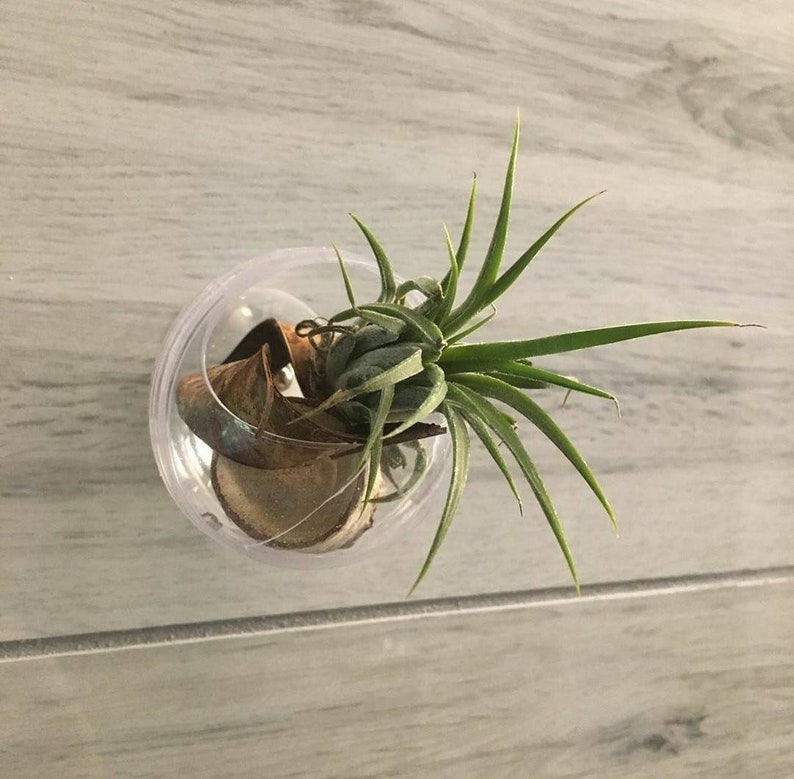 Window Planter Suction Cup 2 Inch Sphere Style Planter that Etsy