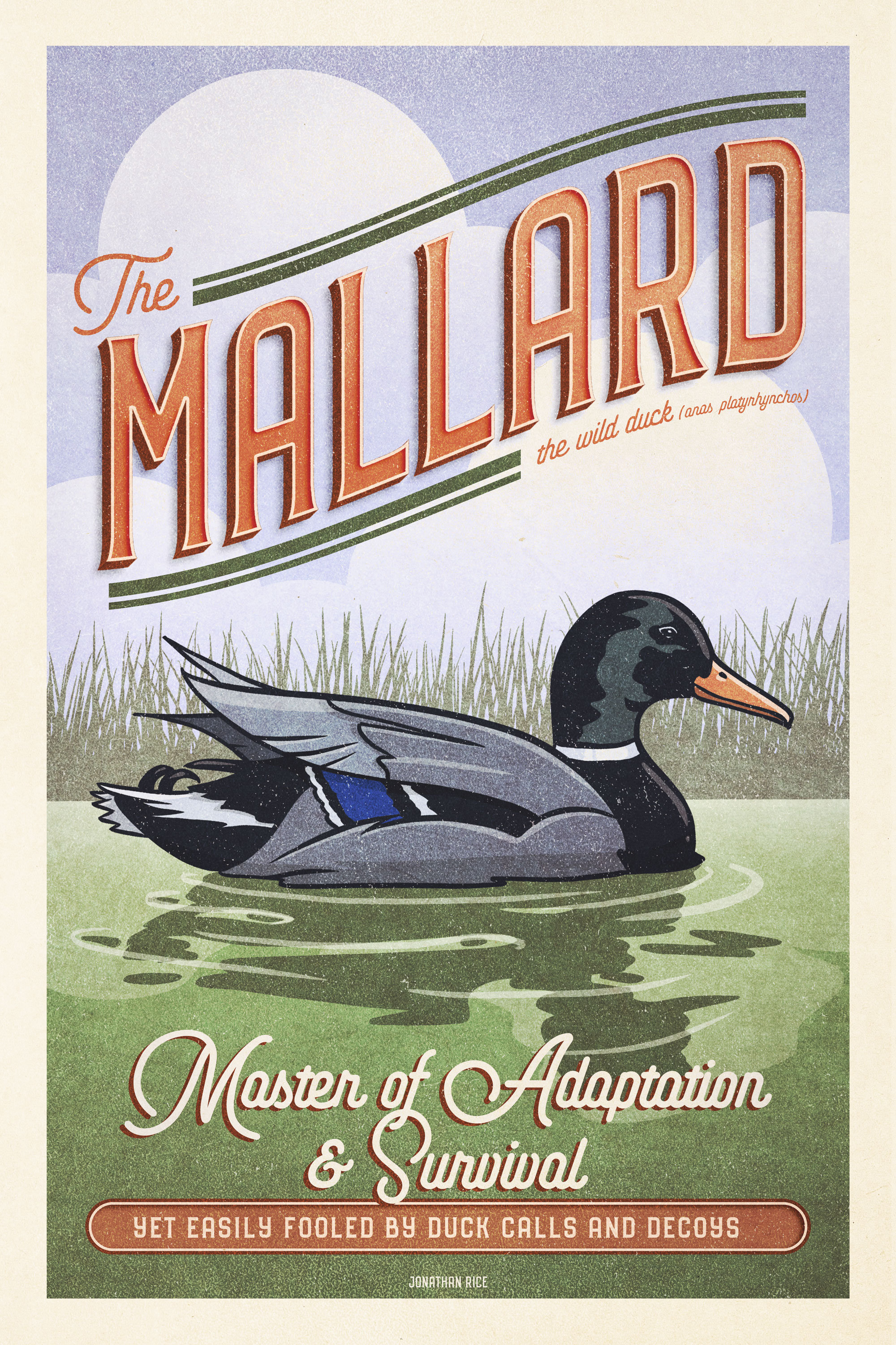 Vintage Inspired Humorous Mallard Duck Poster - Duck Print