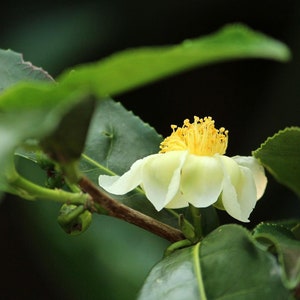 TEA TREE Essential Oil 1 or 2  Dram 1/2 & 1 oz. Volumes, Therapeutic Grade, Aromatherapy, Beard Oil, Body Oil, Candle Oil, Focus Calming Oil