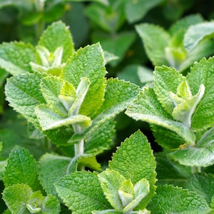 Könnte beinhalten: Nahaufnahme eines Flecks grüner Minzpflanzen mit weichen, flauschigen Blättern.