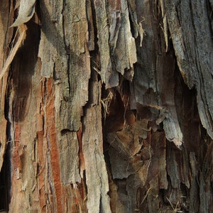 Puede incluir: Primer plano de un tronco de árbol con una corteza rugosa y texturizada. La corteza es una mezcla de colores marrón, gris y marrón rojizo, con algunas áreas que se desprenden.