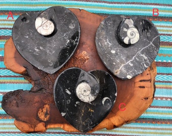 Ammonite Fossil Heart Dishes - Orthoceras Fossils- Wedding Ring Dishes - Heart Bowl - Home Decor - Preserved Natural History - Moroccan