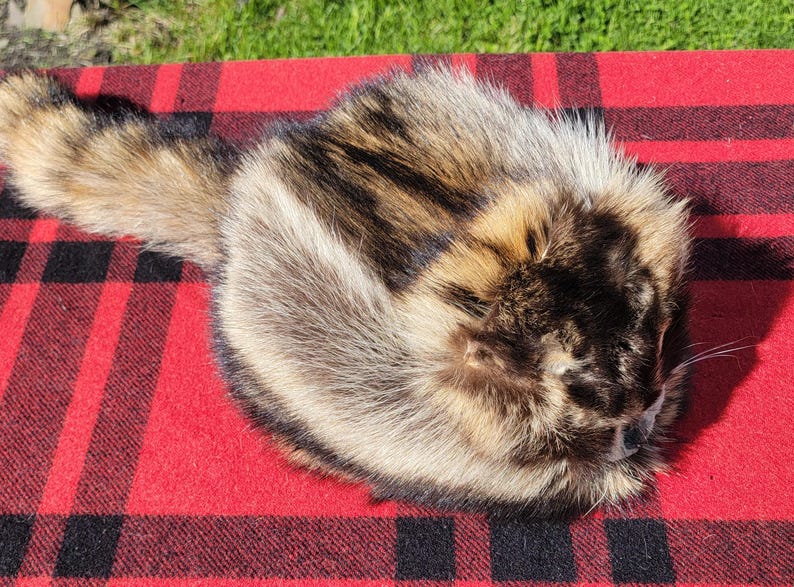 Raccoon Fur Hat - Davy Crockett Style image 2