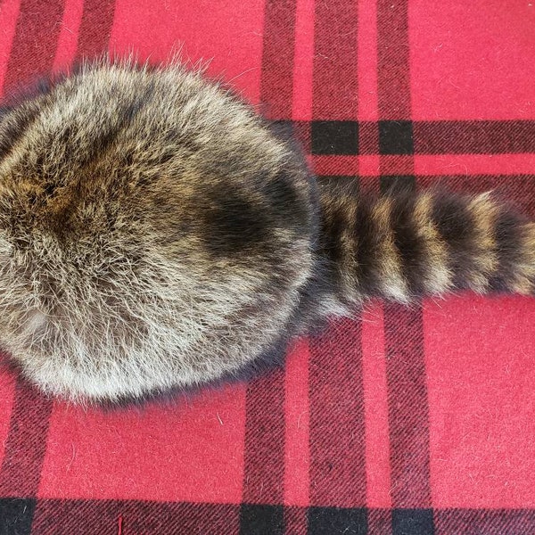 Raccoon Fur Hat - Davy Crockett Style