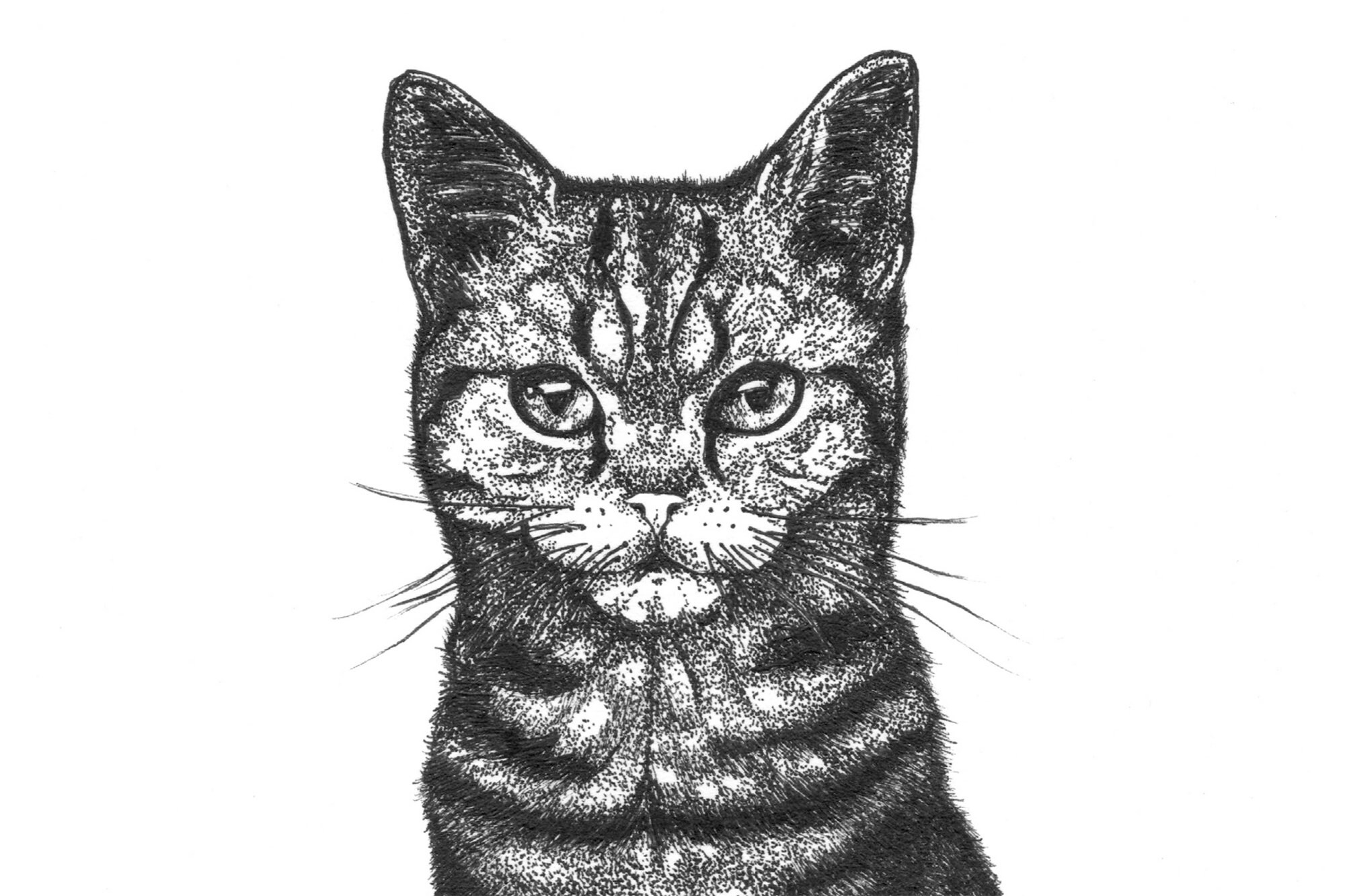 Gato: ilustración en blanco y negro dibujo por técnica | Etsy