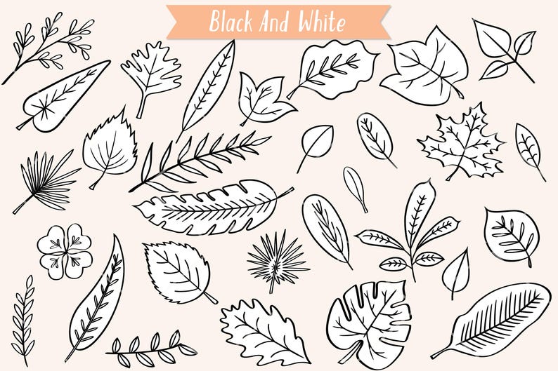 Hand-drawn Leaf Clipart | Botanical Foliage (png, Sg, Pdf, Eps, Dxf) - Etsy