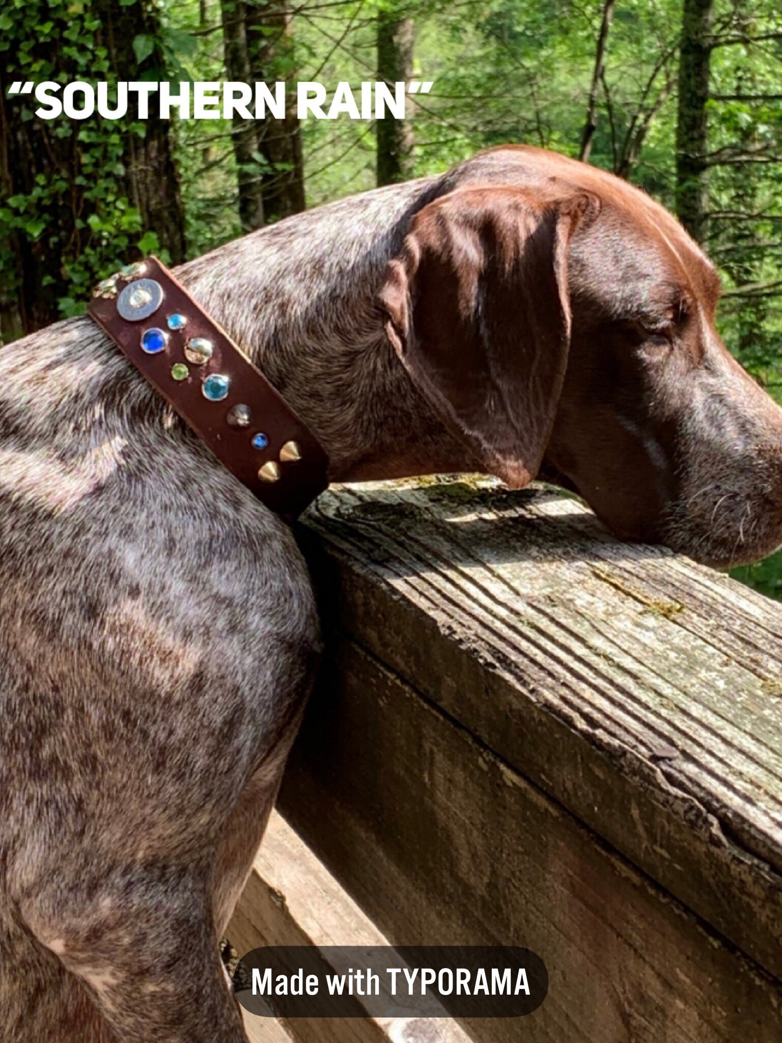 Dog collar boy12 gauge ammo leather dog collar large dog collar rhinestone dog collarammo