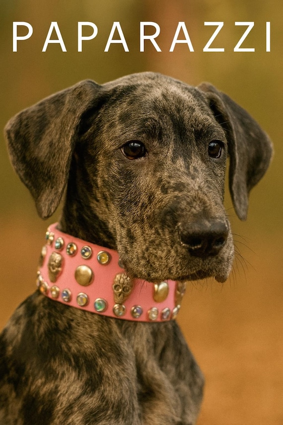 2 inch wide pink leather dog collar w silver stud and skull, designer rhinestone collar for large dog, italian greyhound collar,pitbull