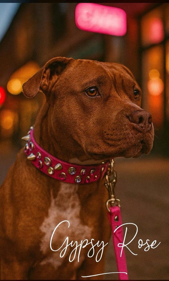 Hot pink dog collar leather in “Gypsy Rose”studded dog collar with rhinestone crystal female dog collar-pitbull collar-spiked leather collar