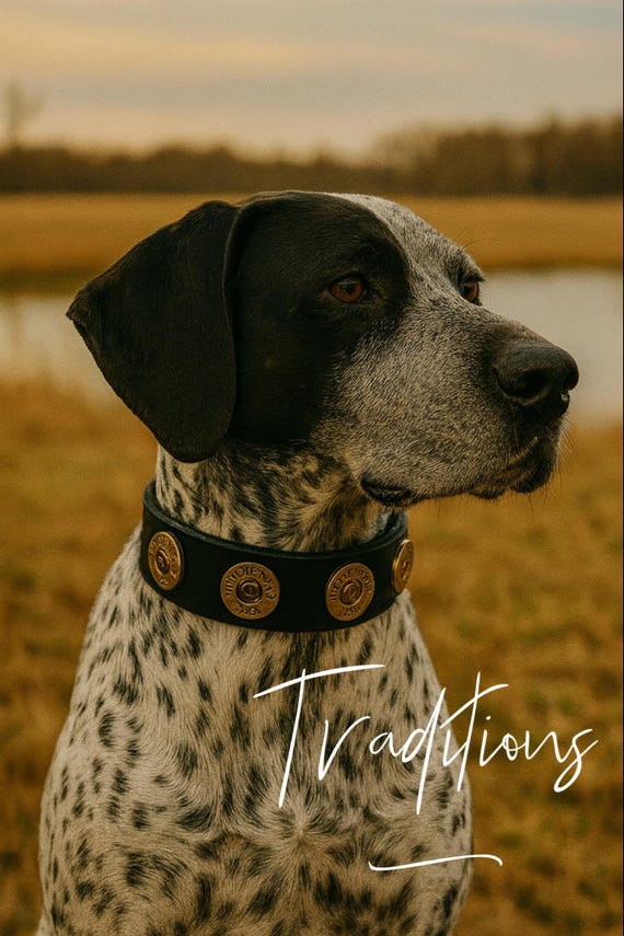 Trendy dog collar black leather ammo collar w/silver ammo-12 gauge ammo shotgun shell dog collar-hunting dog collar w/traditional brass