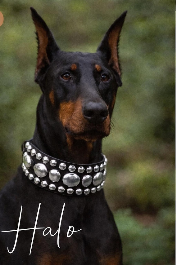 Wide Studded Leather Dog Collar, Custom Nameplate, XL Breeds- brass silver embellishments-Doberman wide collar