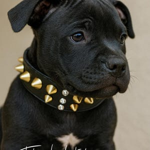 Black studded leather dog collar xxl, spikey leather dog collar wide bully breed collar-spiked dog collar-dog collar for big dog, xxs dog
