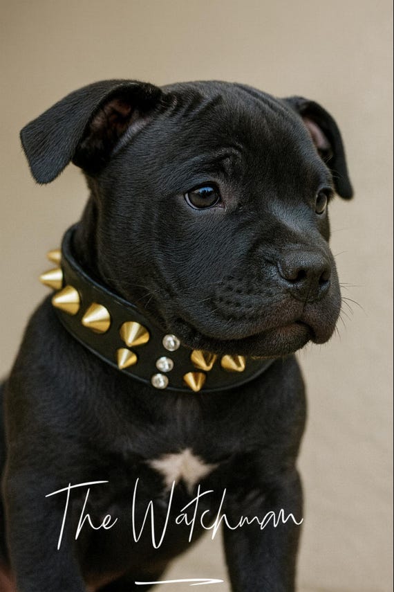 Black studded leather dog collar xxl, spikey leather dog collar wide bully breed collar-spiked dog collar-dog collar for big dog, xxs dog