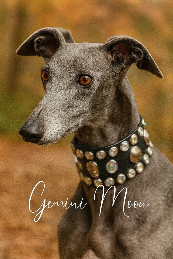 Gemini Moon custom leather Dog Collar personalized w/silver  spots and rhinestones-large Cane Corso collar handsome dog collars 2 inch wide