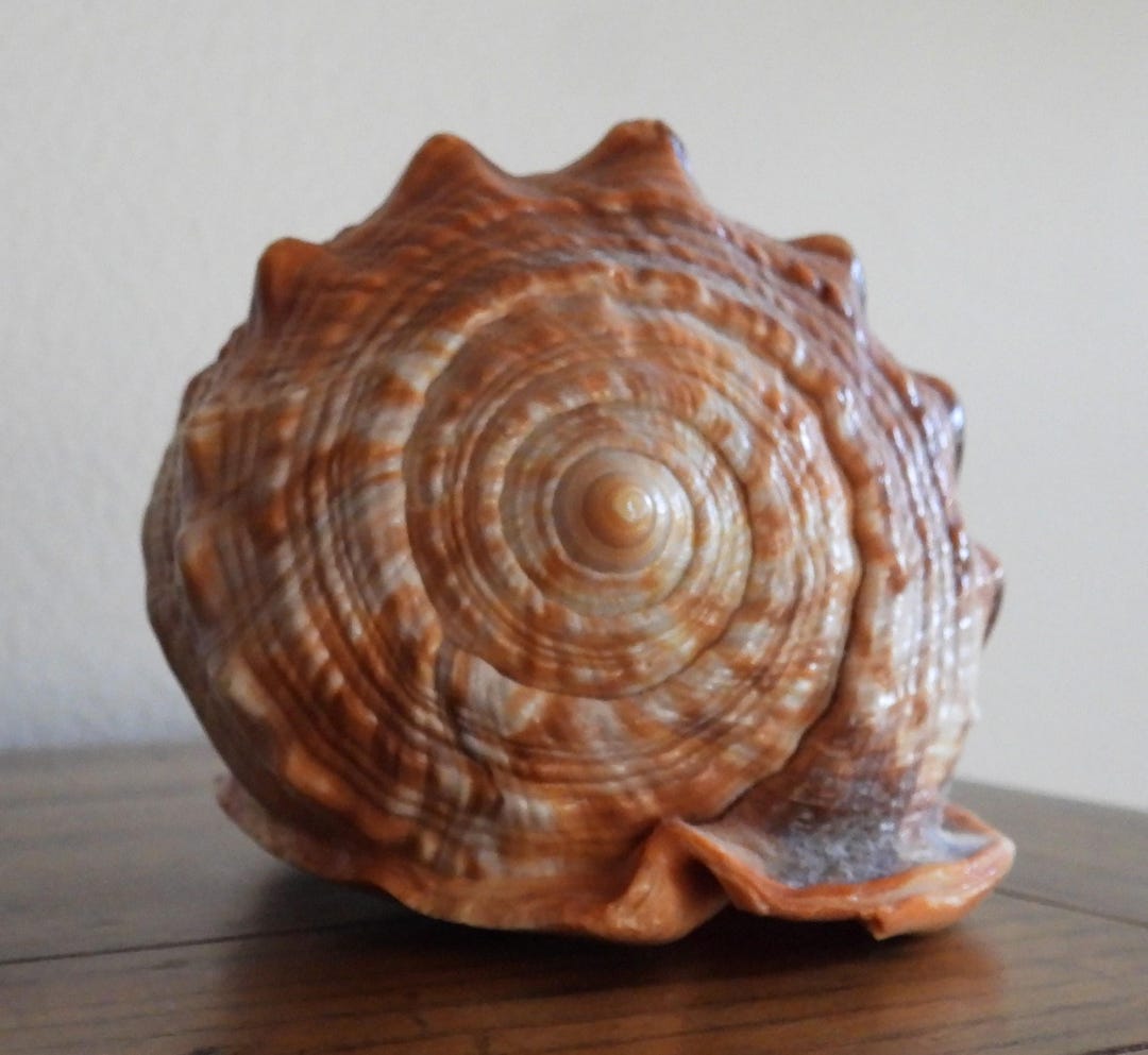 Red Helmet Shell, Bullmouth Shell, Cameo Shell - Etsy