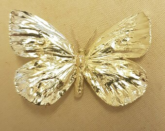 Echter Schmetterling, versilbert, als Brosche; genuine  butterfly, silverplated , brooch